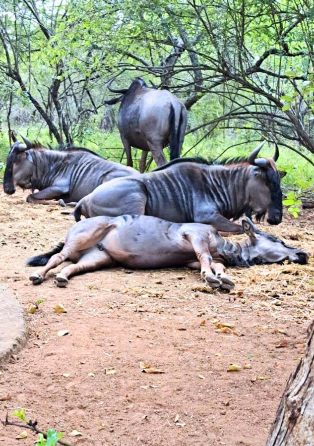 Lion King Villa Marloth Park Bagian luar foto